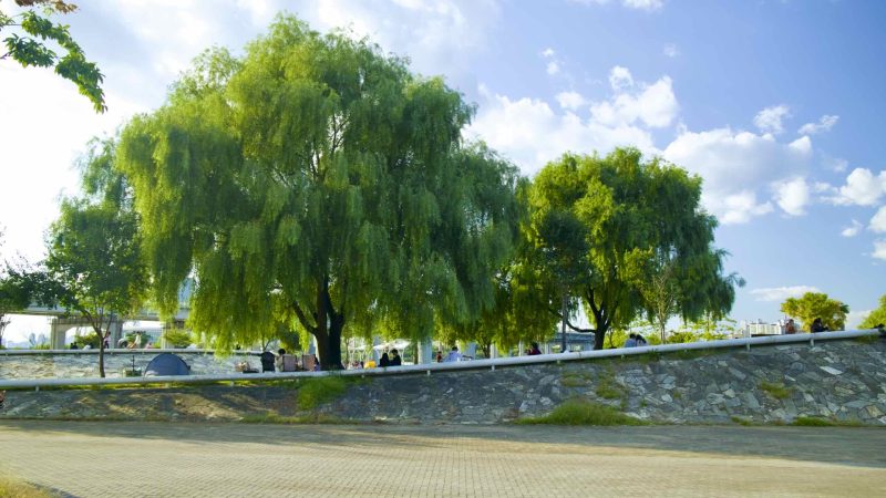 A picture of a courtyard in Jamwon Hangang Park (잠원한강공원) in Seoul, South Korea.