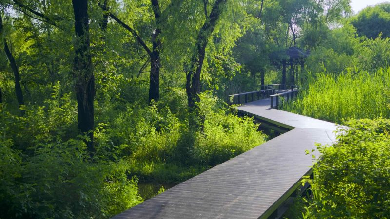A picture of ecological parks in Nanji Hangang Park (난지한강공원) in Seoul, South Korea.