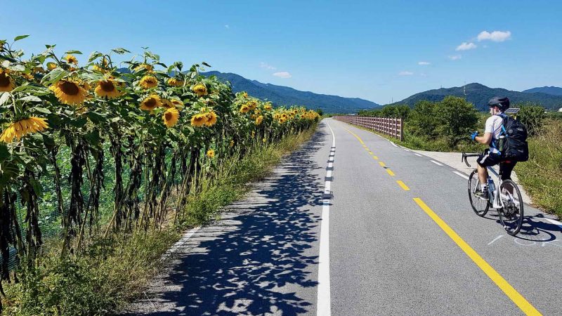 Hangang Bike Path - Yeoju Chungju - Sunflowers near Neungam Village Island