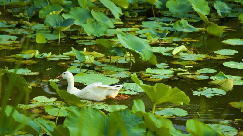 A picture of ducks in a pond along the bike path in Gumi City along the Nakdonggang Bike Path.