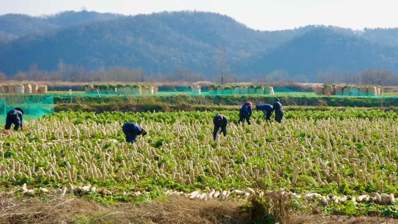 A picture farms harvesting crops along the Nakdonggang Bike Path (낙동강자전거길) in South Korea.