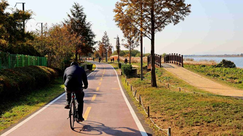 A picture of the Nakdonggang Bike Path (낙동강자전거길) along the Nakdong River in South Korea.
