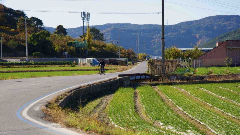 A picture of farm fields on the Nakdonggang Bike Path (낙동강자전거길) in Dalseong County, South Korea.