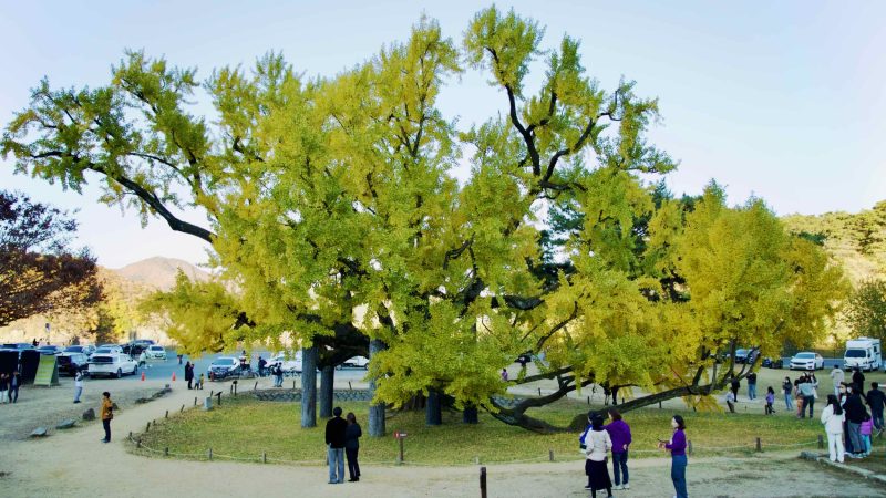 A picture of the 400-year-old ginkgo tree (은행나무) in front of Dodong Seowon Confucian Academy (도동서원) in Dalseong County, South Korea.