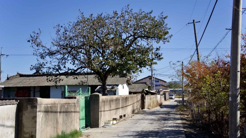 A picture of a farming community on the Nakdonggang Bike Path (낙동강자전거길) in Namji Town, Changnyeong County, South Korea.