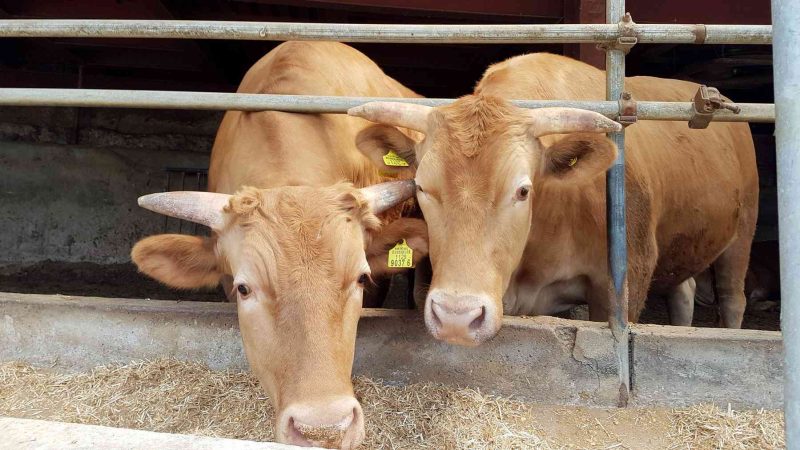 Cattle near Musimsa Temple (무심사) on the Nakdonggang Bike Path (낙동강자전거길) in Changnyeong County, South Korea.