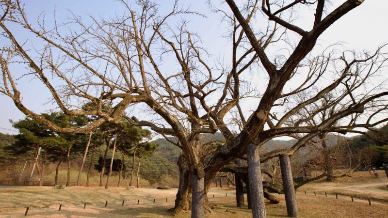 A picture of the 400-year-old ginkgo tree (은행나무) in front of Dodong Seowon Confucian Academy (도동서원) in Dalseong County, South Korea.