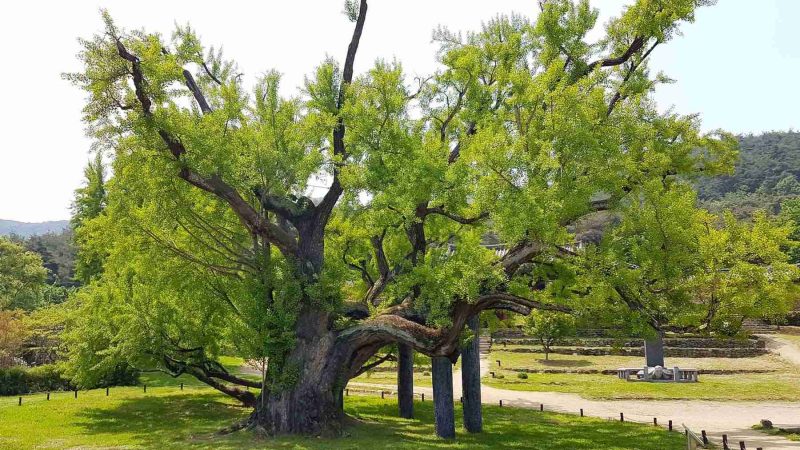 A picture of the 400-year-old ginkgo tree (은행나무) in front of Dodong Seowon Confucian Academy (도동서원) in Dalseong County, South Korea.