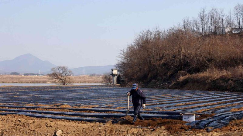 A picture of a farmer along the Nakdonggang Bike Path (낙동강자전거길) on the Nakdong River in South Korea.