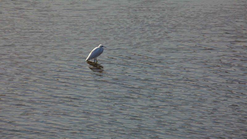 wetland habitat