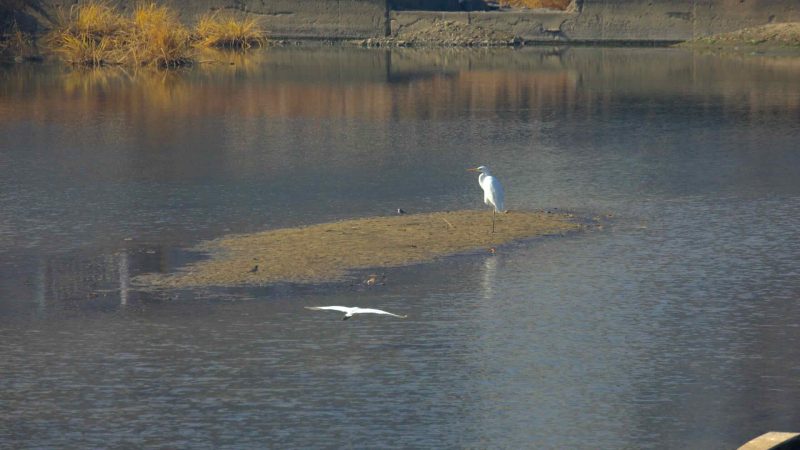 aquatic bird