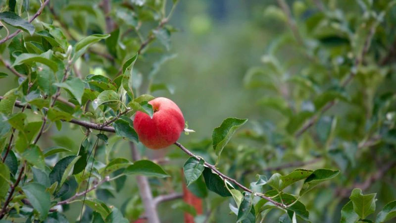 A ripe red apple hangs from a branch in an orchard, surrounded by lush green leaves.