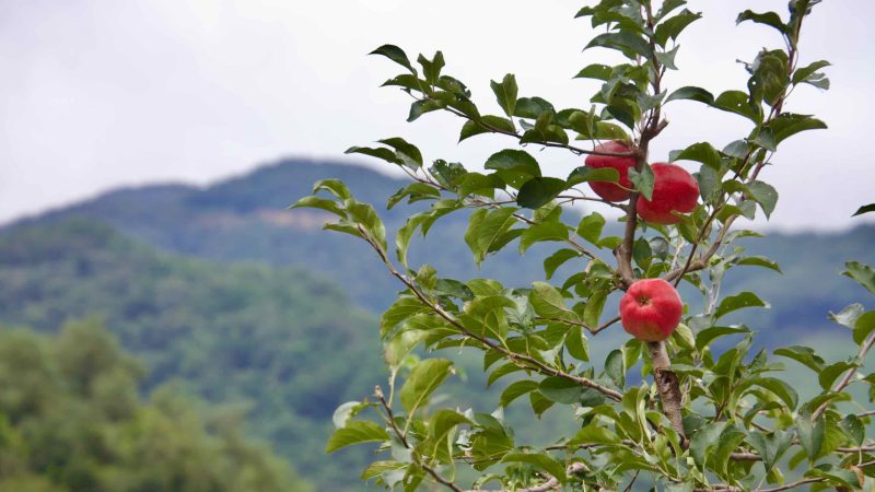fruit tree