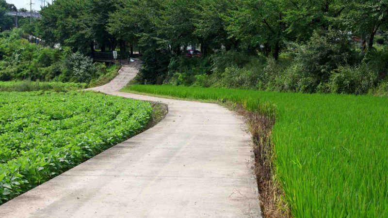 A picture of a farmer access road on the Saejae Bicycle Path (새재자전거길) in Sangju City (상주시), South Korea.