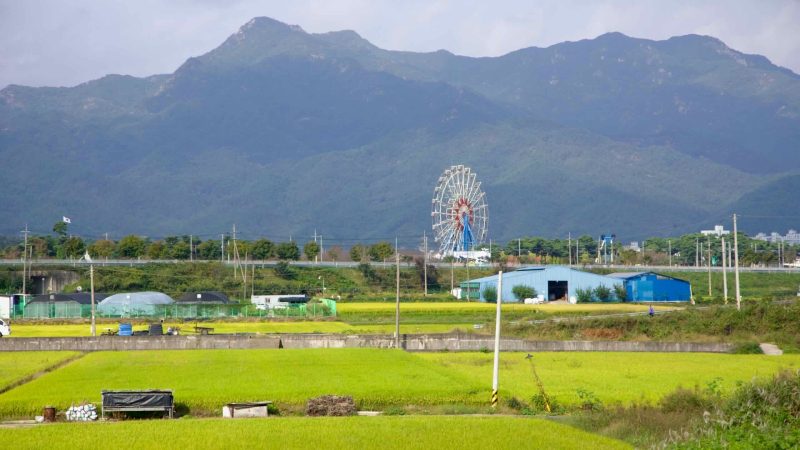 The Ferris wheel at Seomjingang Train Village rises beyond golden rice fields.