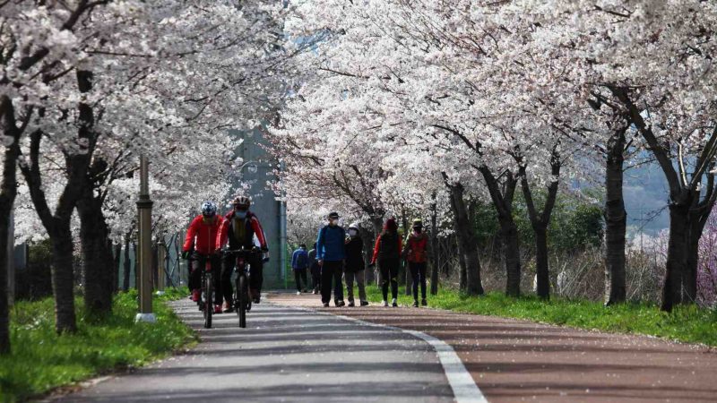 Bikers ride under cherry blossoms on the Taehwagang (태화강) bike path in Ulsan, (울산).