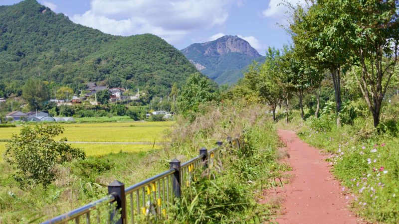 Red-paved Yeongsangang Bike Path runs alongside rice fields with Jeonggak Mountain.