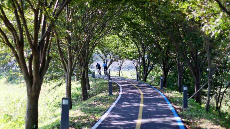 A cycling path winds through a tunnel of lush green trees along the Yeongsan River.