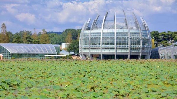 The Floating Glass Greenhouse, an architectural centerpiece at Hoesan White Lotus Habitat, overlooks a vast lotus pond.